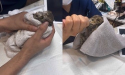 홍진영, 한밤중 천연기념물 살렸다…동물병원 20곳 전화→구청 인계 [RE:스타]