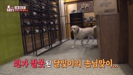 캠핑 식당 접수한 환장의 콤비… 달빛이·미당이의 우당탕탕 하루 (TV 동물농장)