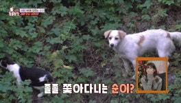 내가 널 지켜줄게 유기견-유기묘의 종을 뛰어넘은 우정 (TV 동물농장)