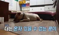 가족과 이별로 안방은 눈물바다…최고 시청률 4.7%→동시간대 1위 기록한 韓 프로그램 (동물농장)