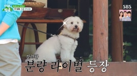 임영웅, 산골 집 자랑에…허경환 시즌1 잘 됐나 봐, 평수 넓어 (산골총각)