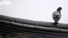 멸종위기 텃새 양비둘기, 지리산 화엄사 서식 재확인