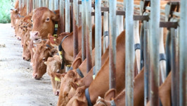 한우 사육 기간 단축 기술 개발…한 마리당 23만 원↓