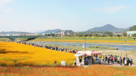 전남 장성 축제장서 트럭이 행인 치어 5명 부상