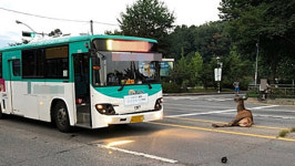 농장 탈출 사슴 시내버스와 부딪쳐 소방대 구조 