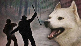 경찰, 주인 문 진돗개 실탄 쏴 사살