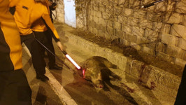 광주광역시 제2순환도로에 멧돼지 출현…경찰 1명 부상
