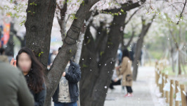 한강 벚꽃에 143만명 몰려…한강공원 주차장 폐쇄 결정