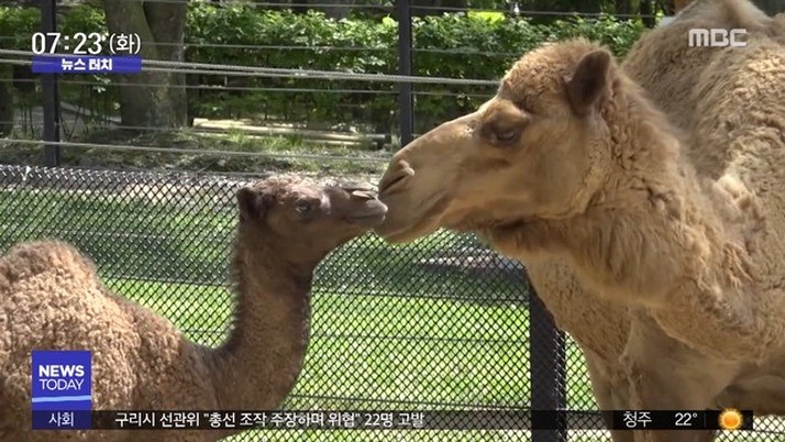 [뉴스터치] 서울대공원에서 암컷 낙타 '거봉' 탄생 | 포토뉴스
