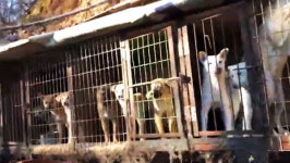 남양주시, 개발제한구역 불법 개 농장 철거 추진