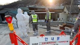 고병원성 AI 전국 농장 65곳서 발생…1천8백여만 마리 살처분