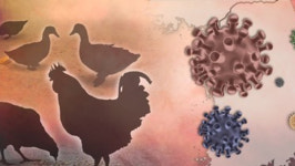 화성 산란계 농장서 고병원성 AI 확진…국내 농장 99번째