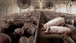 괴산 등 6개 시·군 아프리카돼지열병 주의보 발령‥축산차량 이동 제한