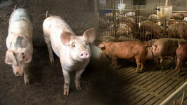 강원 홍천 돼지농장서 올해 첫 ASF 발생‥경기·강원 이동중지 명령