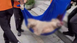 서울 중계동 은행 ATM 부스에 들어간 멧돼지 사살