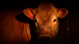 브라질 광우병 발생‥태국·러 등 쇠고기 금수 조치