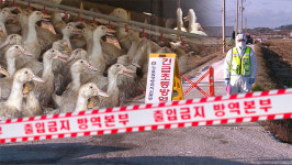 나주 오리농장서 AI 항원 검출‥고병원성 확인 중
