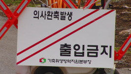 충북 청주 한우 농장서 구제역 또 발생‥7건으로 늘어