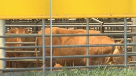 충북 구제역 3건 추가돼 총 10건‥염소농장서도 확인