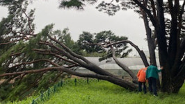 구미서 400년 된 천연기념물 반송 일부 쓰러져