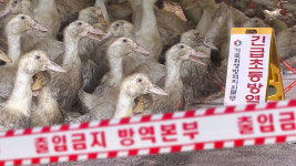 무안 오리농장서 AI 항원‥고병원성 여부 검사 중
