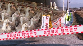 장흥 오리농장서 AI 항원‥고병원성 조사 중