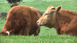 올해 2분기 소·돼지 사육 감소‥닭·오리는 증가