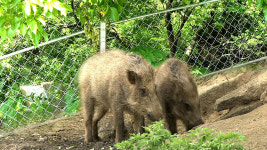 대전·충남 당진서 멧돼지 출몰 신고 잇따라 접수