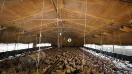 3분기 닭 사육 늘고, 소·돼지·오리는 줄어