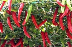 고추 매운맛 유전자, 국내 연구진이 밝혀냈다.. 핵심은 캡사이신 합성 유전자