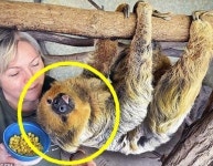 최고령 나무늘보, 사람 나이로 약 180세 동안 얼굴.. 자세히 보니?