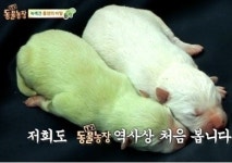 녹색강아지 녹돌이, 동물농장서 최초 공개.. 전세계 3마리인 이유는?