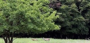 금수원 내부 첫 공개, 유병언 어디에? 고라니만 펄쩍펄쩍