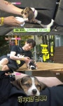 룸메이트 이동욱, 사고뭉치 비글 등장에 귀여워서 괜찮아