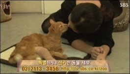 식음전폐 고양이 어떻게 됐나?…동물농장 배다해 준팔이 화제