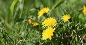 [핫이슈 리뷰] 제주흑돼지 천연기념물 지정, 민들레 잎 효능, 단말기 완전자급제 발의, 군소의 특징