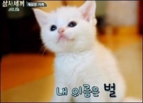 일본어세끼 | "고양이 품종은?" 삼시세끼 벌이, 산체 제치고 손호준 독차지 하나?…삼시세끼 어촌 편 시청률
