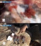 고래회충 급증, 기생충 수술로 떼어내야한다? 증상보니..끔찍