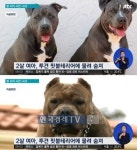 핏불테리어에 물려 2세 여아 사망...무슨 일 있었나?