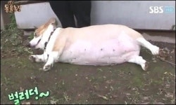 세계에서 가장 멍청한 개는?, 시베리안 허스키 성격