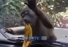 [화제의 동영상] 저 바나나를 먹을 수만 있다면‥고릴라의 발악