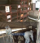 AI 조류인플루엔자, 귀성객 축산농가 방문 자재…현재 상황은?