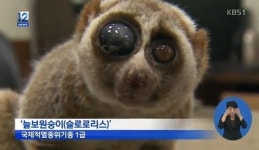 부산 늘보원숭이, 멸종위기종 1급 동물이 주택가에? “누군가 버린 듯”