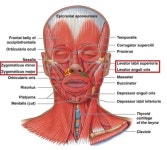 [닥터 백의 3D FIT 이야기] 3D프린터 성형외과 영역에서의 활용 : 귀족수술 & 고양이 수술
