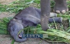 [핫!영상] 잠든 아기 코끼리의 애교 사랑스러워