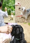 동물전문가 필요시대, 서울연희전문학교 애완동물학과 수시성황