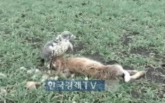 [핫!영상] 뛰어가는 토끼 사냥에 성공하는 매