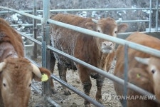한우가 수입 소고기보다 맛있는 이유..과학적 입증