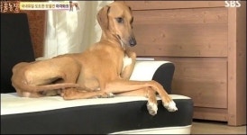 아프리카에 사는 동물들 섹시 몸짱견 아자와크