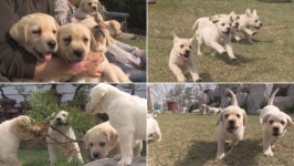 ‘동물농장’ 악동 리트리버 7남매, 개과천선 프로젝트!